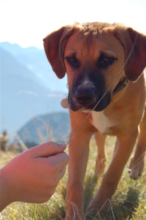 Otto (American Pitbull Terrier, Amerikanischer Staffordshire Terrier, Bullmastiff, Cane Corso, Deutscher Boxer, Pointer) American Pitbull Terrier Amerikanischer Staffordshire Terrier Bullmastiff Cane Corso Deutscher Boxer Pointer 